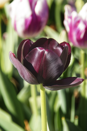 A Black Tulip shines in the warm springtime in a garden on the grounds of the Biltmore Estate in Asheville,North Carolinaの写真素材