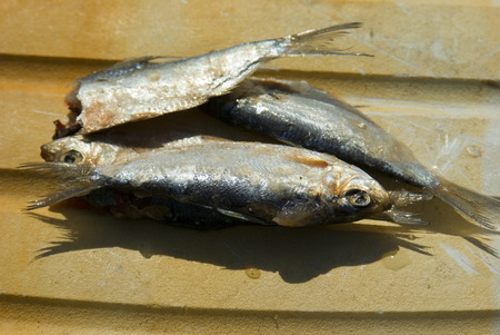 Halibut is cut as bait for fishingの写真素材