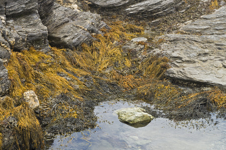 Sea weed is revealed during a low tide period along the shoreline in Newport Rhode Island