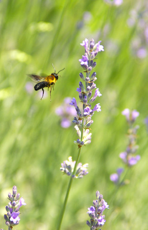 A honeybee hovers over a lavender flower lant