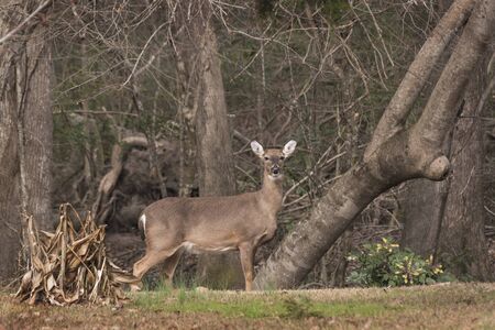 A Doe stands at alert watching over a herd of deer in a residential neighboorhood in Eastern North...