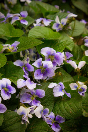 Violetの写真素材