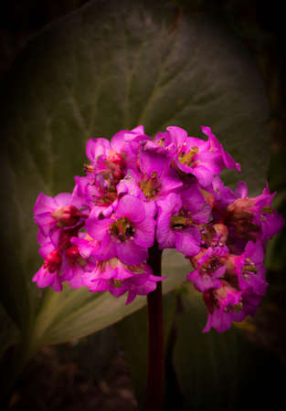 Purple flowerの写真素材