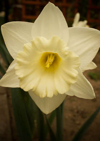 Daffodilの写真素材