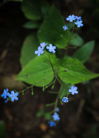 Blue flowersの写真素材