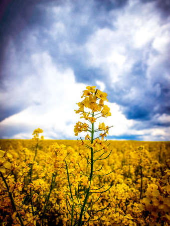 Rape flowerの写真素材