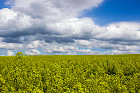 Yellow landscapeの写真素材