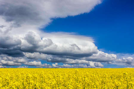 Amazing yellow fieldの写真素材