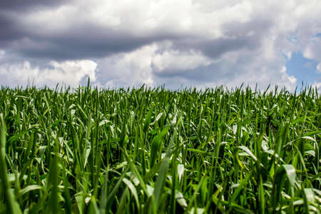 Grassの写真素材