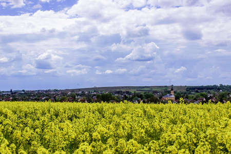 Beautiful rape field next to a villageの写真素材