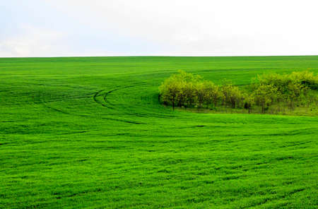Wheat field at springtimeの写真素材