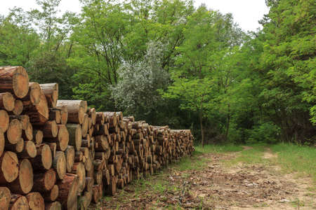 Woodpiles in the forest