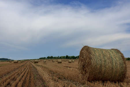 Field with straw bales