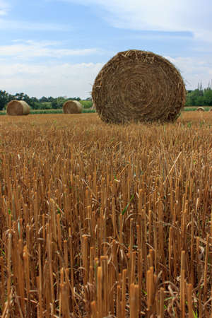 Straw bales at summertime