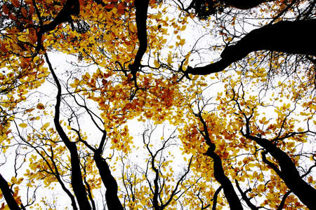 contrasty drawing-like photo of autumn forestの写真素材