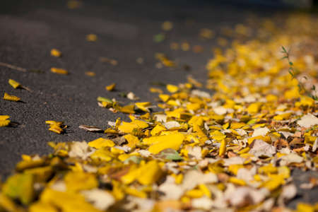 yellow leaves on asphaltの写真素材