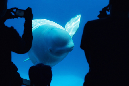 Tourists observing a beluga whaleの写真素材