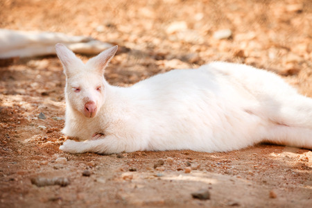 Unique Albino White Kangaroo restingの写真素材