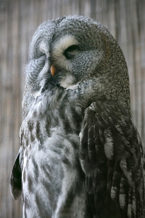 Great Grey Owl restingの写真素材