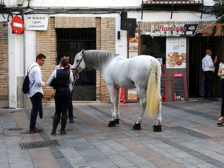 Cordoba, Spain, 07.13.2017: A beautiful white Andalusian horse, the Andalusian, or also known as the Pure Spanish Horse walking on the narrow streets of Cordoba in Spainの写真素材