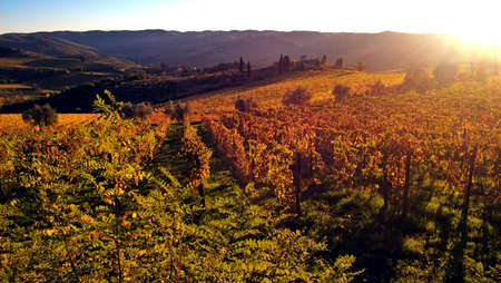 Beautiful and colorful vineyards during a stunning sunny day in Tuscany, Italyの写真素材