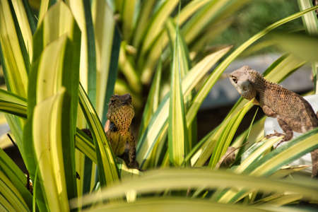 Oriental garden lizard (Calotes versicolor) in Kanchanaburi, Thailand. It is an agamid lizard found...