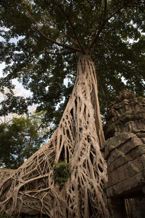 Tetrameles nudiflora is the famous spung tree growing in the Ta Prohm temple ruins in Cambodiaの写真素材