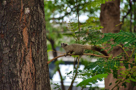 Squirrel climbing on a branch of a tree in the parkの写真素材