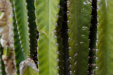 cactuses largely background