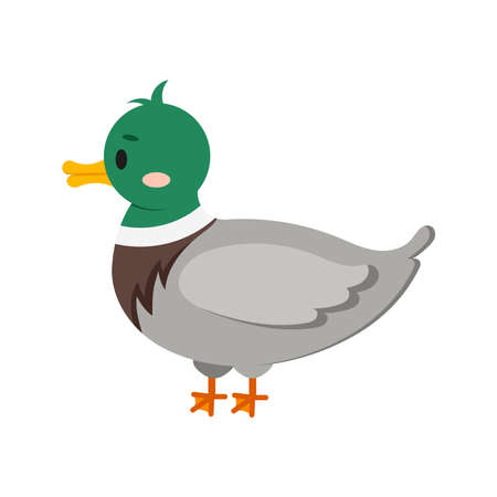 Duck bird isolated on white background. Cute farm bird flat design cartoon style vector illustration. Funny poultry duck icon.のイラスト素材