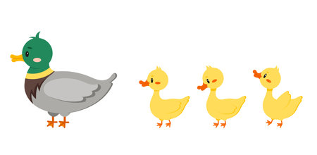 Duck bird with duckling isolated on white background.のイラスト素材