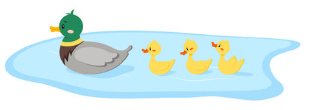 Duck bird with duckling swim in water isolated on white background.のイラスト素材