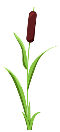 Reed water grass plant vector icon isolated on white background.のイラスト素材