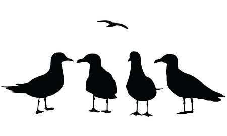 Realistic vector illustration silhouette of a seagull standing and flying, isolated on a white backgroundのイラスト素材