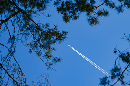 A view through the trees on airliner with condens trail flying in the blue skyの写真素材