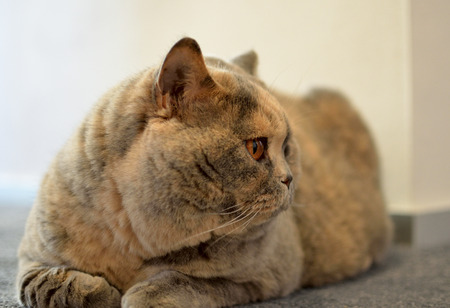 Still life with a detail of a young British cat with big copper eyes and short coatの写真素材
