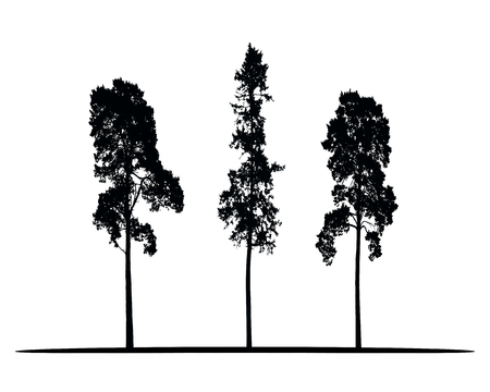 Set of vector silhouettes of high coniferous trees isolated on white backgroundのイラスト素材