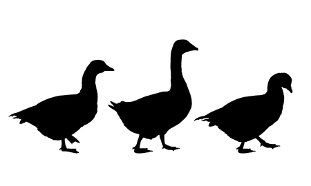 Set of realistic vector illustrations of geese and ducks, isolated on white backgroundのイラスト素材