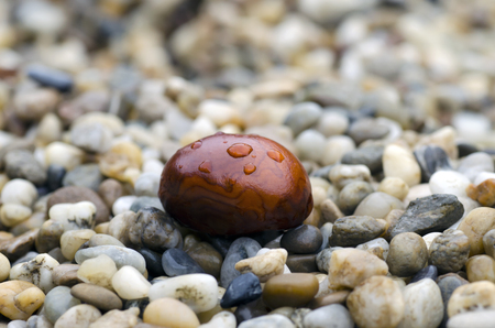 Close-up photo of brown chestnut with drops of rain lying on stones in autumn rainy dayの写真素材