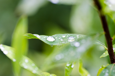 Close-up photo of tree petals with rain drops and blurred background on a rainy autumn dayの写真素材
