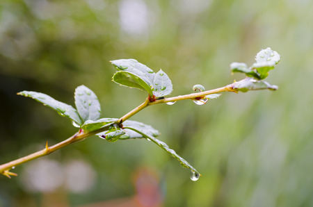 Close-up photo of tree petals with rain drops and blurred background on a rainy autumn dayの写真素材