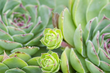 Close-up photo of green succulent plant with young shoots and blurred background, suitable as a textureの写真素材