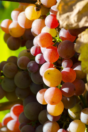 Close-up photo of a pink grape vine in a vineyard between green leaves in autumnの写真素材