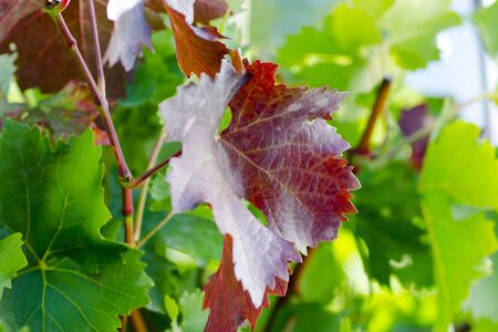Close-up photo of orange and green leaves of vineyard in autumn sunny dayの写真素材