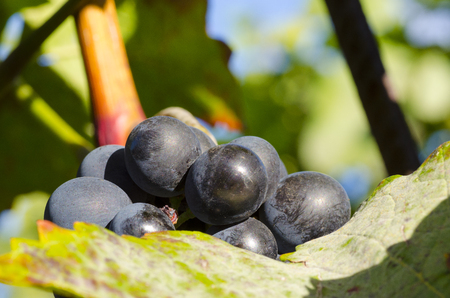 Close-up photo of a blue grape vine in a vineyard between green leaves in autumn sunny dayの写真素材
