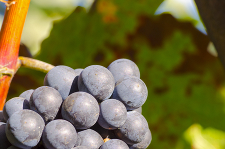 Close-up photo of a blue grape vine in a vineyard between green leaves in autumn sunny dayの写真素材