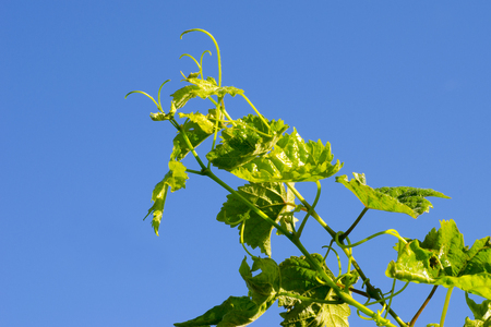 Close-up photo of orange and green leaves of vineyard in autumn sunny dayの写真素材