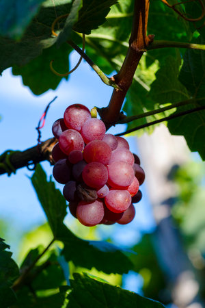 Close-up photo of a blue grape vine in a vineyard between green leaves in autumn sunny dayの写真素材