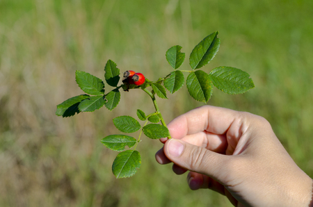 Photo of a hand holding a rosehip in the wild on a sunny autumn dayの写真素材