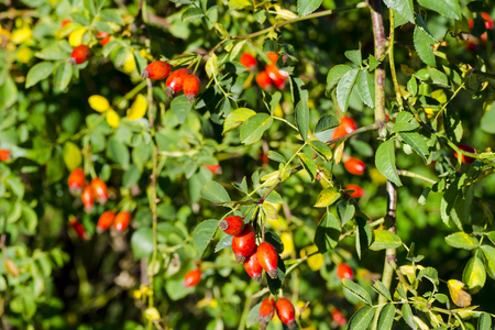 Photo of shrubs of rosehip in the wild on a sunny autumn dayの写真素材